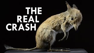 Bandicoot The Real Life Crash [upl. by Seth1]