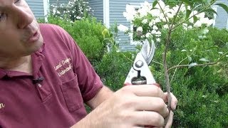 How to Prune Evergreen Shrubs Selectively [upl. by Ashla]