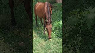 Horse Ride 🙉🙉 hobbledown Hounslow shorts viralshorts ytshorts fyp themepark amusementpark [upl. by Lehcar]