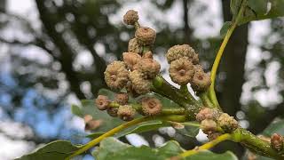 Sessile oak  young acorns  fruit  July 2024 [upl. by Ednyl]