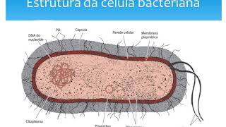 Microbiologia  Bactérias [upl. by Ecirtac554]