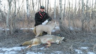 Alberta Coyote Hunting Using a decoy alberta hunting coyote [upl. by Ailet763]