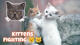 Kitten Fighting For Fun cat Perfectkitty2 [upl. by Haugen]