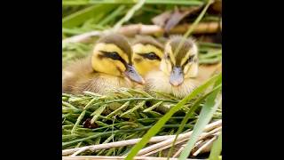 Healing Cute sleeping duckling Baby animals [upl. by Cohe493]