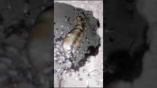 queen termite in a termites nest shorts [upl. by Solokin137]