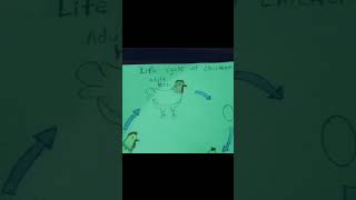 Life cycle of chicken l stagesyoutubeshort [upl. by Rimisac]