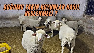 DOĞUMLAR YAKLAŞTI DOĞUMU YAKIN KOYUN NASIL BESLENMELİ  KOYUNCULUK YAPMAK İSTEYENLERE KISA TAVSİYE [upl. by Ancelin]