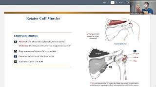 Kinesiology Rotator Cuff Rhomboids and Levator Scapula [upl. by Justicz]