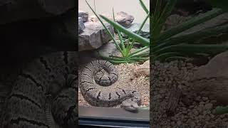 7 Snakes That Will Kill You snake zoo fyp [upl. by Eesac]