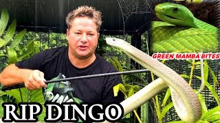 REST IN PEACE।DINGO DINKLEMAN GREEN MAMBA BITE VENOMOUS SNAKESouth Africa [upl. by Evered]