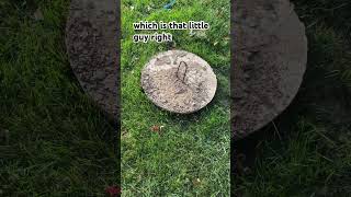 Why You Should Inspect Your Septic Access Covers Regularly [upl. by Farrish]