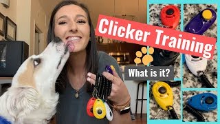 How to Clicker Train Your Dog  An Intro to Positive Reinforcement Based Training [upl. by Ailelc]