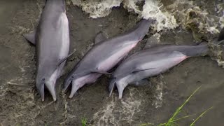 Smart Dolphins Beach their Prey  The Hunt  BBC Earth [upl. by Noseyt]