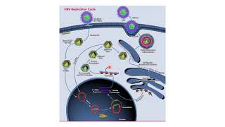 Cycle de réplication du Virus de lhépatite B VHB [upl. by Aicital870]