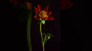 tithonia flower lapse [upl. by Akemhs]