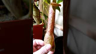 nepenthes mirabilis pitcher [upl. by Eramat]