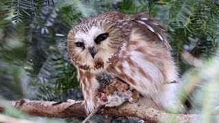 Northern Sawwhet Owl [upl. by Hailey]