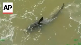 Shark attack injures two at South Padre Island Texas [upl. by Berfield342]