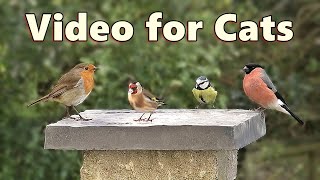 Birds Videos for Cats and Kittens to Watch Birds [upl. by Yornoc]