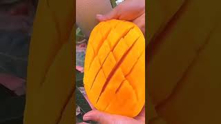 Mangifera indica🤤🥭 satisfying fruit mango fruitcutting sweet yummy shorts fyp viralvideo [upl. by Haeckel]