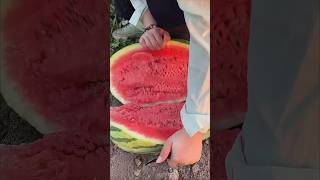 Watermelon Harvest Guide From Vine to Delicious Food [upl. by Rumery]