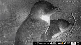 Kororā Nest Cam  Highlights 26 May 2021  Wellington New Zealand [upl. by Oderfigis]