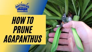 How to Prune Agapanthus [upl. by Yldarb]