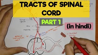 Tracts of Spinal Cord  1  Pyramidal Tracts [upl. by Ttihw]