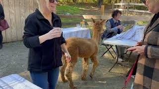 Lunch With The Alpacas  Bracken Hill Farm  Northborough MA [upl. by Lightman884]