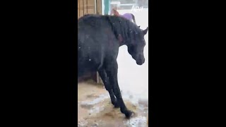 Snow way hes leaving that stable 🐴😅 afv horses funnyvideos shorts [upl. by Tiler]