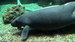 Manatee Tank Cleaning  Cincinnati Zoo [upl. by Tonjes]