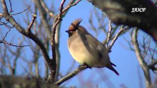 ヒレンジャク Japanese Waxwing [upl. by Adnirim]