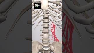 Quadratus Lumborum anatomy ultraextremefit ql lowerbackpain backpain [upl. by Demodena]