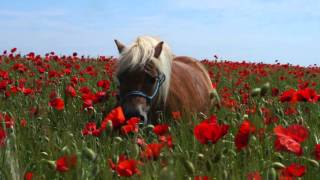 Shetland Ponies in the Poppy Fields TV Episode 47 [upl. by Lerrud]