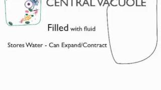 Central Vacuole [upl. by Eniotna687]