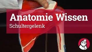 AnatomieWissen Schultergelenk [upl. by Naarah]