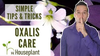 Oxalis Care Simple Tips amp Trick Everyone Should Know [upl. by Ellemrac]