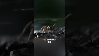 quotUn Insecto Que Libera Gasquot [upl. by Scotney244]