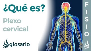 PLEXO CERVICAL  Qué es ubicación dónde se origina ramificaciones inervación y lesiones [upl. by Kathi]