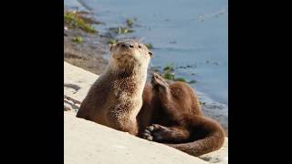 River otter feeling good [upl. by Nadbus]