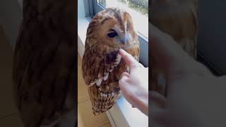 Funny owl funny funnypetslife funnyanimal funnyshorts pets funnyanimls funnybird animals [upl. by Pavlov]