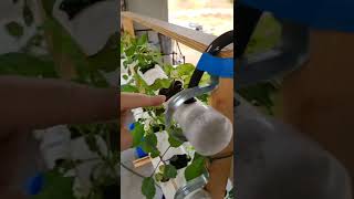 Vertical hydroponic system with PVC pipes [upl. by Heller]