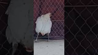 the chickenchickenanimalpets dog chicken catshortshort filmfunnyfunny videobirdsgoatcow [upl. by Winifred]