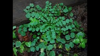 Hairy Bitter Cress Cardamine hirsuta on a rooftop [upl. by Baniez]