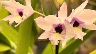 Laelia rubescens is blooming [upl. by Anec]