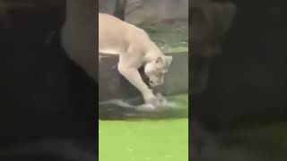 I Witnessed a TRAGIC Event with a Lion Cub and It Changed Me [upl. by Schiro850]