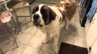 Baxter SaintBernard Barking Warning heavy sound [upl. by Zevahc312]