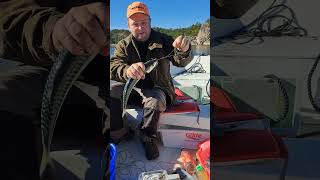 Fishing makrell in norway fishing sailboat sailing boating fish [upl. by Callahan]