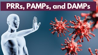 Immunology Lecture 5  Innate Immune System 2  PRRs PAMPs and DAMPs [upl. by Ttezzil]