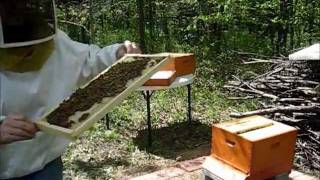 Backyard Beekeeping Part 7S1E7 Hive Inspection [upl. by Wally]